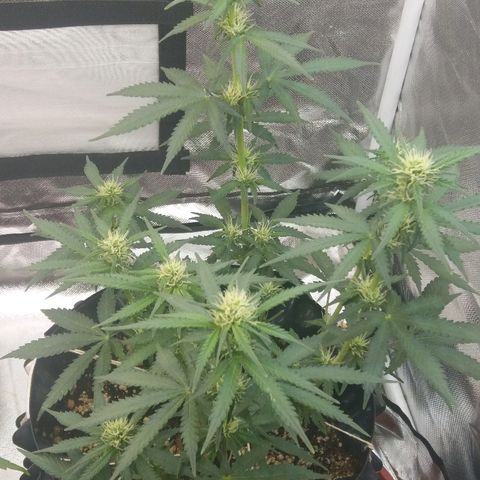 Cheese  growlog timeline photo