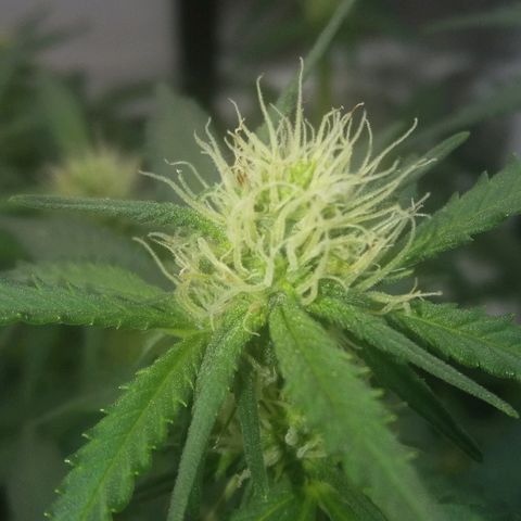 Cheese  growlog timeline photo