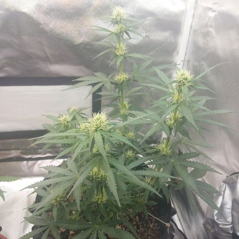 Cheese  growlog timeline photo