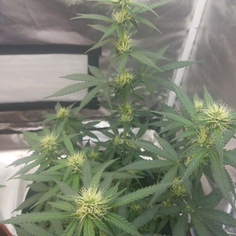 Cheese  growlog timeline photo