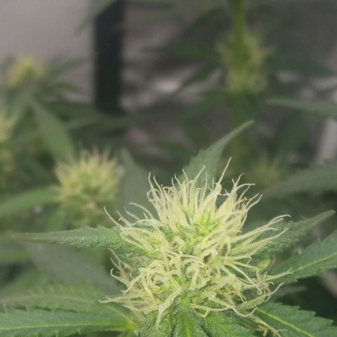 Cheese  growlog timeline photo