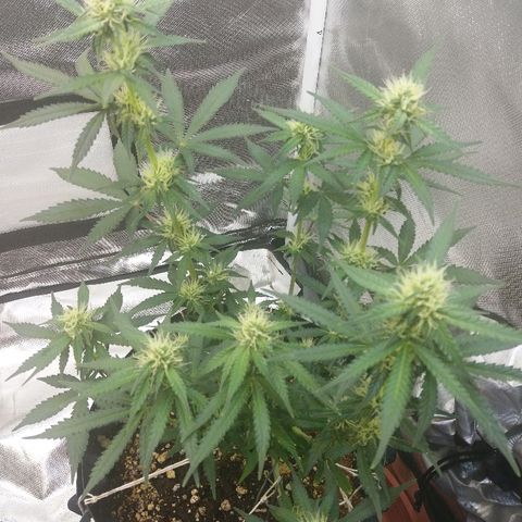 Cheese  growlog timeline photo