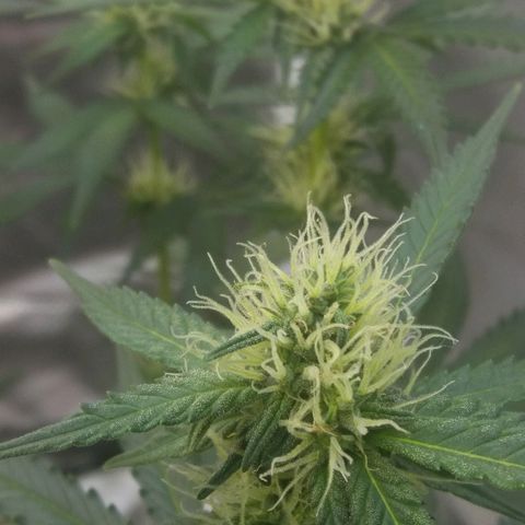 Cheese  growlog timeline photo