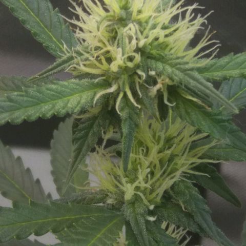 Cheese  growlog timeline photo