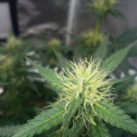 Cheese  growlog timeline photo