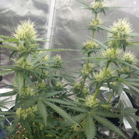 Cheese  growlog timeline photo