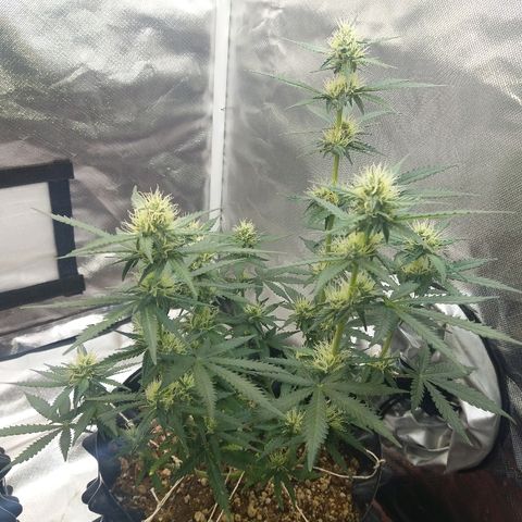 Cheese  growlog timeline photo