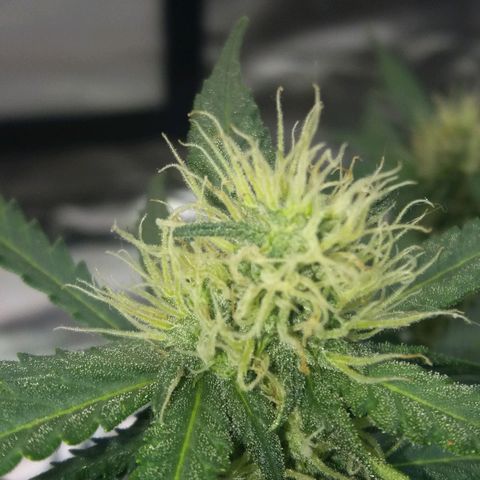 Cheese  growlog timeline photo