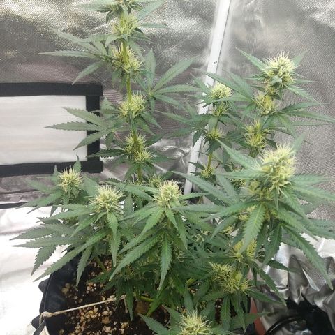 Cheese  growlog timeline photo
