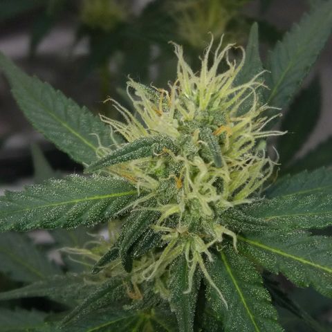 Cheese  growlog timeline photo