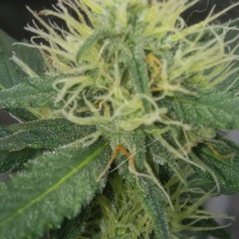 Cheese  growlog timeline photo