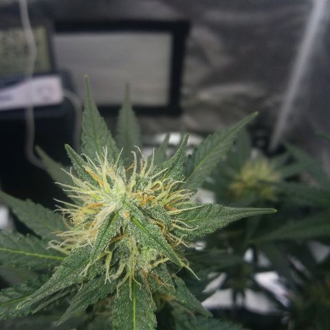 Cheese  growlog timeline photo