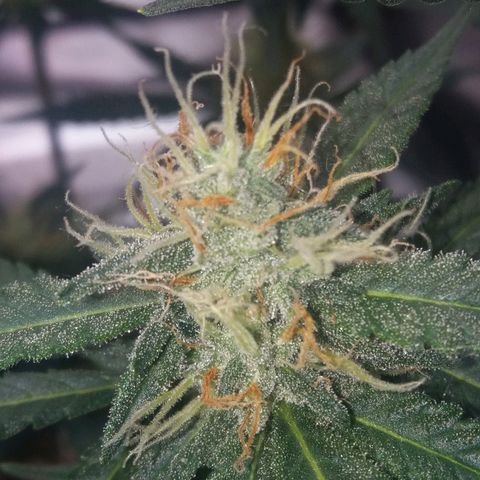 Cheese  growlog timeline photo