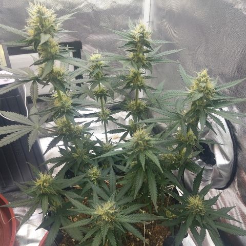 Cheese  growlog timeline photo