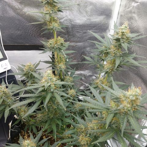 Cheese  growlog timeline photo