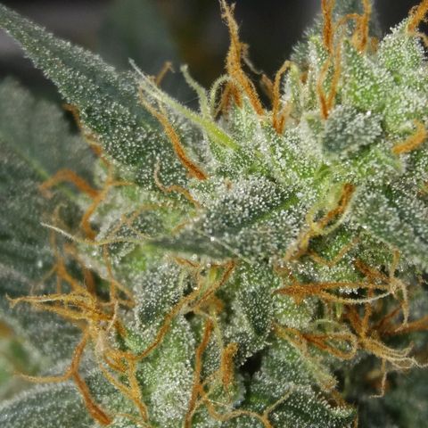 Cheese  growlog timeline photo