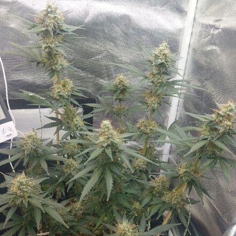 Cheese  growlog timeline photo