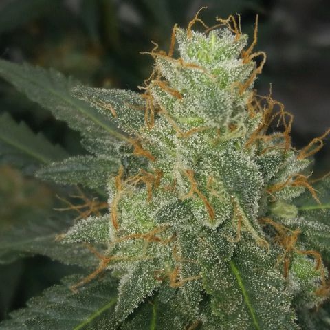Cheese  growlog timeline photo