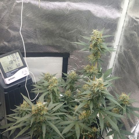Cheese  growlog timeline photo