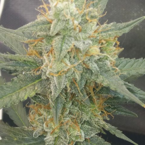Cheese  growlog timeline photo