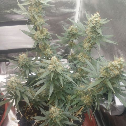 Cheese  growlog timeline photo