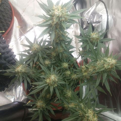 Cheese  growlog timeline photo