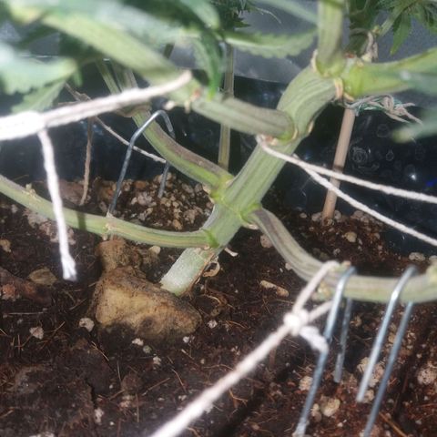 Cheese  growlog timeline photo