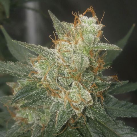 Cheese  growlog timeline photo
