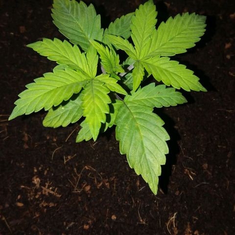  Pineapple Express growlog timeline photo