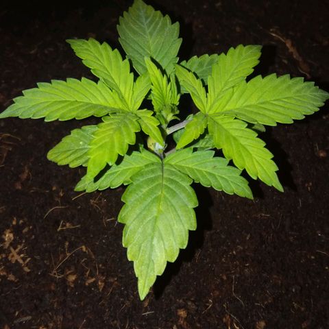  Pineapple Express growlog timeline photo