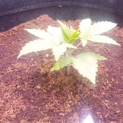  Pineapple Express growlog timeline photo