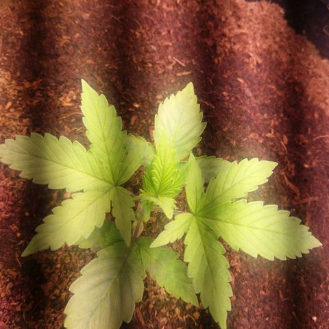  Pineapple Express growlog timeline photo