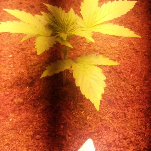  Pineapple Express growlog timeline photo