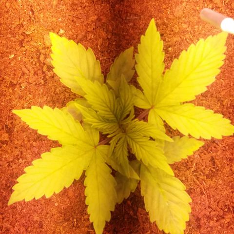  Pineapple Express growlog timeline photo