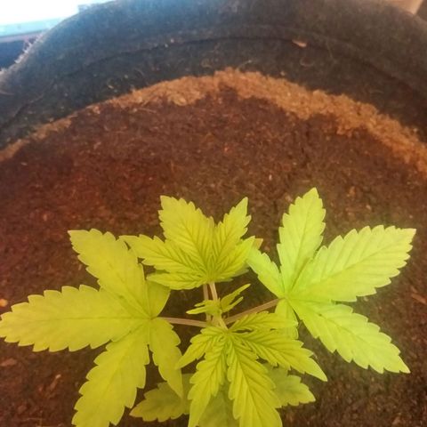  Pineapple Express growlog timeline photo