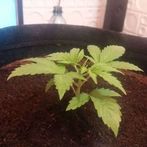  Pineapple Express growlog timeline photo