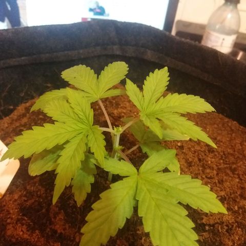  Pineapple Express growlog timeline photo