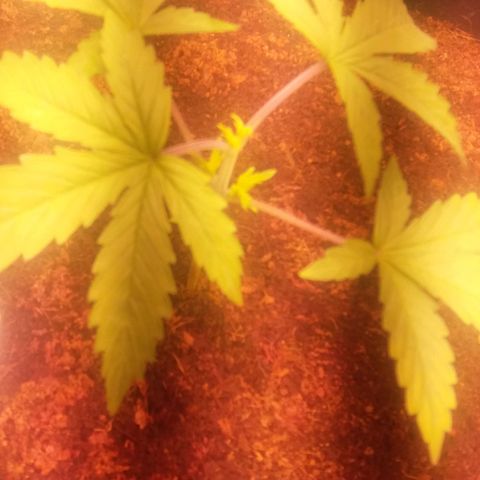  Pineapple Express growlog timeline photo