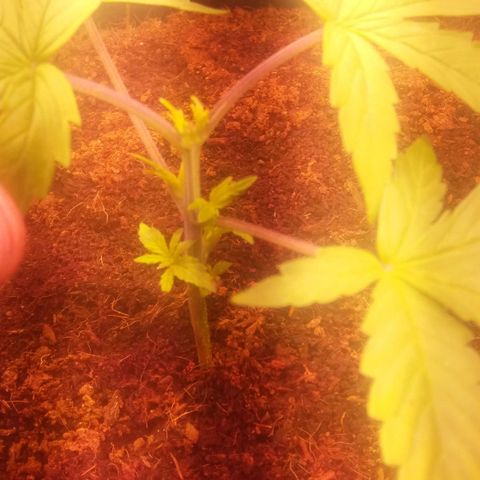  Pineapple Express growlog timeline photo