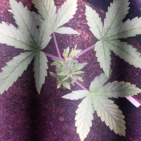  Pineapple Express growlog timeline photo