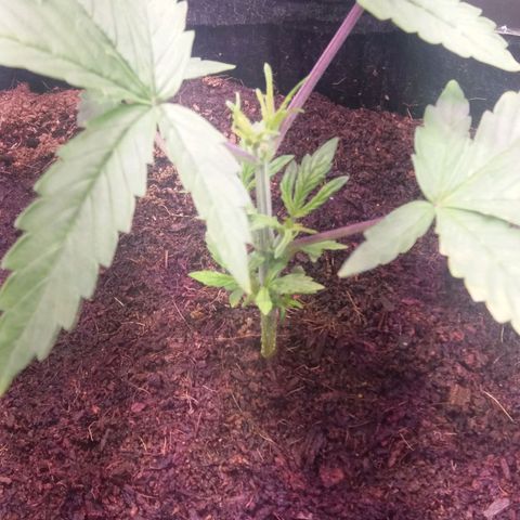  Pineapple Express growlog timeline photo