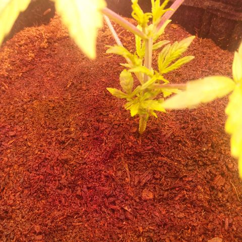  Pineapple Express growlog timeline photo