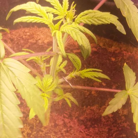  Pineapple Express growlog timeline photo