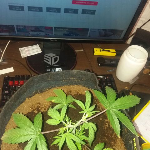  Pineapple Express growlog timeline photo