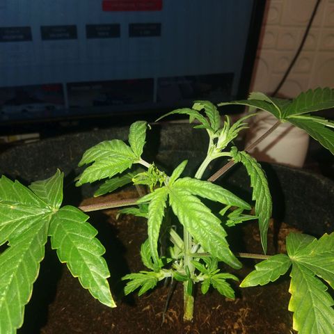  Pineapple Express growlog timeline photo