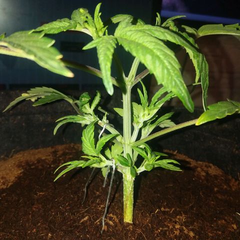  Pineapple Express growlog timeline photo