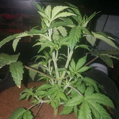  Pineapple Express growlog timeline photo