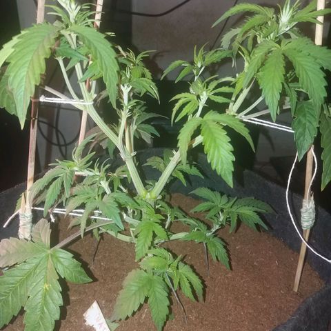  Pineapple Express growlog timeline photo