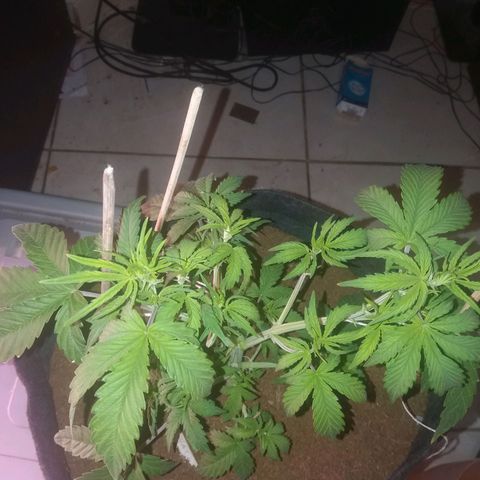 Pineapple Express growlog timeline photo