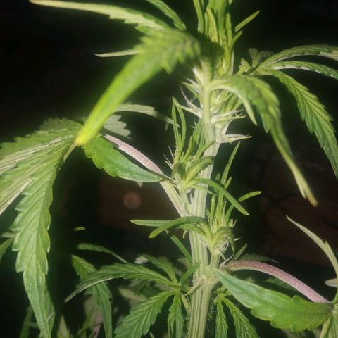  Pineapple Express growlog photo: Floracao dia 1